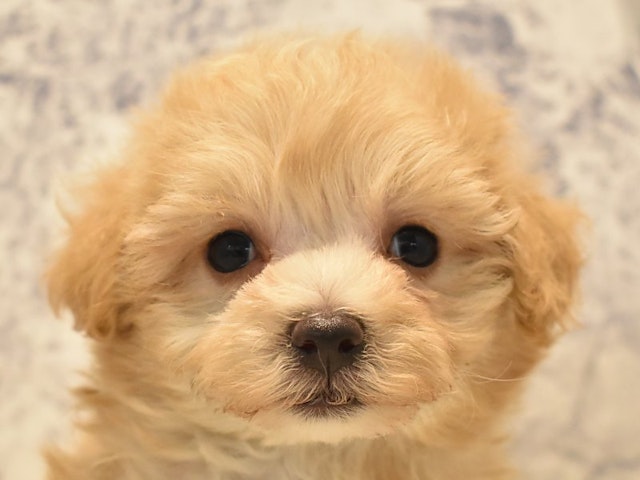 神奈川県のハーフ犬 (ペッツワン相模原愛川インター店/2024年2月2日生まれ/女の子/アプリコットホワイト)の子犬